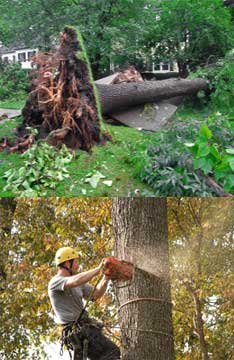 NWI Tree Company nwi tree company